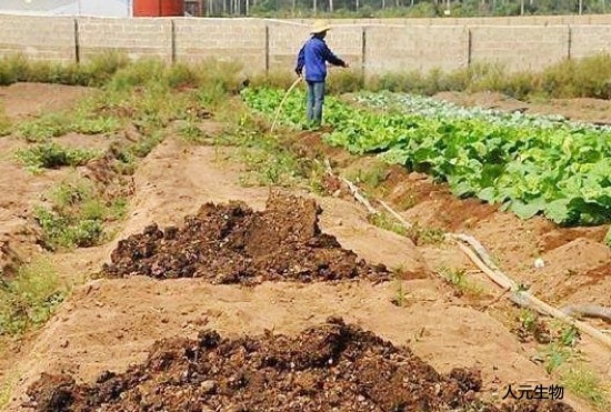 RW生物有機(jī)肥功能菌劑功能與特點(diǎn)