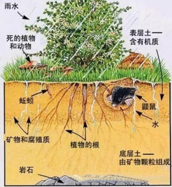 你知道有機(jī)肥有哪些作用嗎？