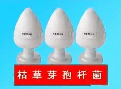 枯草芽孢桿菌_神奇的【枯草芽孢桿菌】菌肥都離不開你！