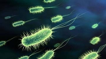 什么是生物功能菌_生物有機肥里功能菌都起什么作用_人元生物詳解 什么是生物功能菌_生物有機肥里功能菌都起什么作用_人元生物詳解