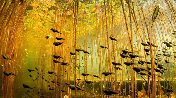 【藍(lán)瘦、香菇】遠(yuǎn)離污染、走進(jìn)綠色_人元生物