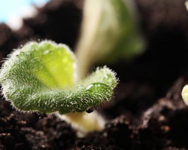 【土壤問題】土壤如何施肥，為什么必須使用有機(jī)肥