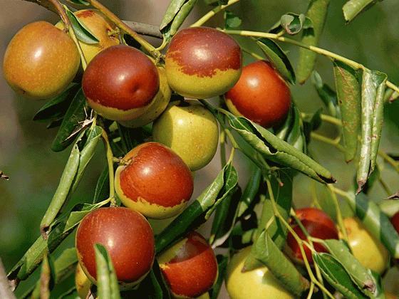 棗樹施肥管理技術(shù) 棗樹施肥管理技術(shù)