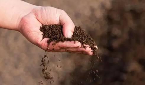 棗樹施肥管理技術(shù) 棗樹施肥管理技術(shù)