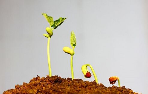 無(wú)公害蔬菜追施有機(jī)肥技巧 無(wú)公害蔬菜追施有機(jī)肥技巧