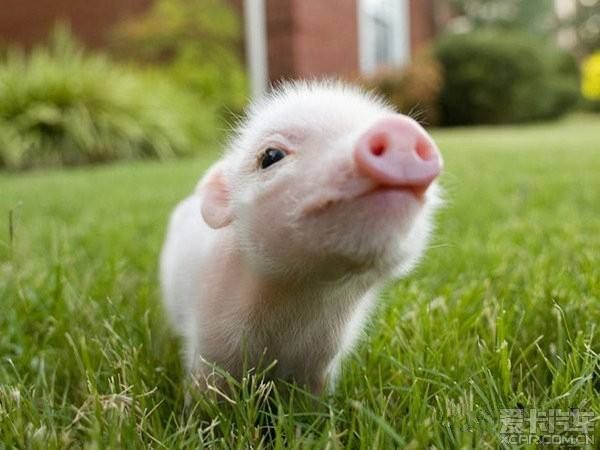 如何自制果樹有機肥_自制有機肥的方法有哪些 如何自制果樹有機肥_自制有機肥的方法有哪些