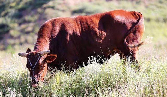 大型養(yǎng)牛場(chǎng)牛糞怎么處理_小型養(yǎng)牛場(chǎng)如何處理牛糞