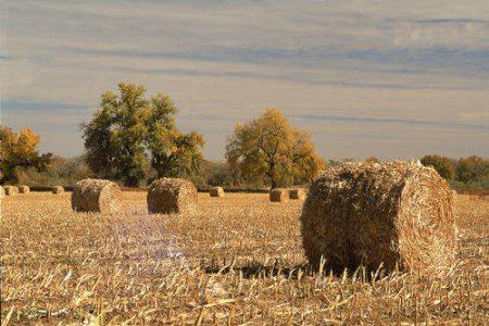 農業(yè)廢棄物變身高效有機肥_有機肥生產菌劑 農業(yè)廢棄物變身高效有機肥_有機肥生產菌劑