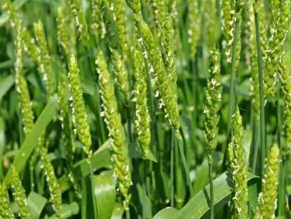 蚜必凈-蚜蟲防治專用菌劑 蚜必凈-蚜蟲防治專用菌劑