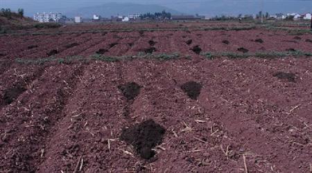 惡劣天氣如何施用有機(jī)肥？