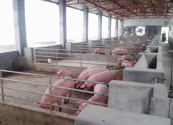 2018農(nóng)村新建養(yǎng)殖場補(bǔ)貼10萬元