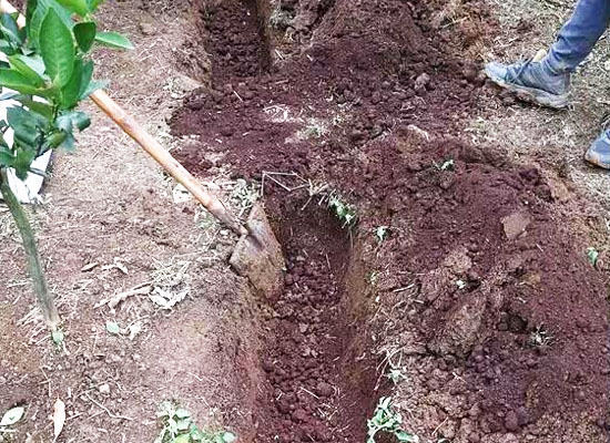 有機(jī)肥和化肥比哪個好？