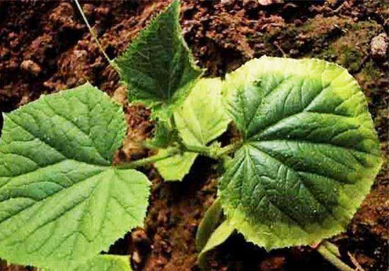 雞糞有機肥使用后有哪些好處？