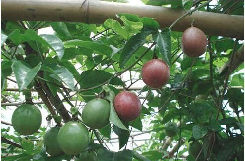 百香果開花時施用什么肥料好，施肥技術(shù)有哪些？