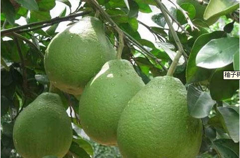 柚子樹(shù)苗施用什么肥料甜