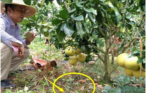 柚子樹(shù)苗施用什么肥料甜