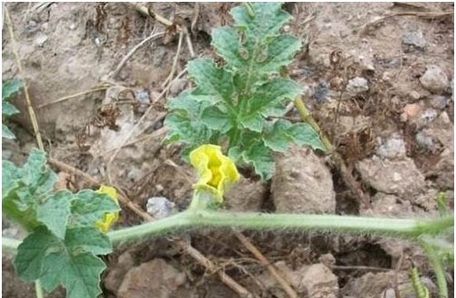 西瓜施用什么肥料長(zhǎng)的好？施肥技術(shù)有哪些？