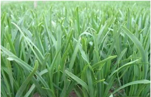 大棚韭菜沖什么肥料長(zhǎng)的快?需要注意哪些？