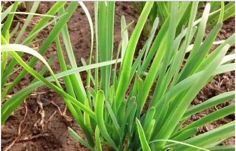 大棚韭菜施沖什么肥料長(zhǎng)的快?需要注意哪些？