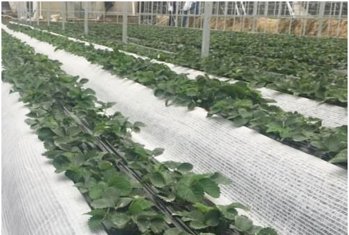 草莓種植施用什么肥料好，如何施肥？