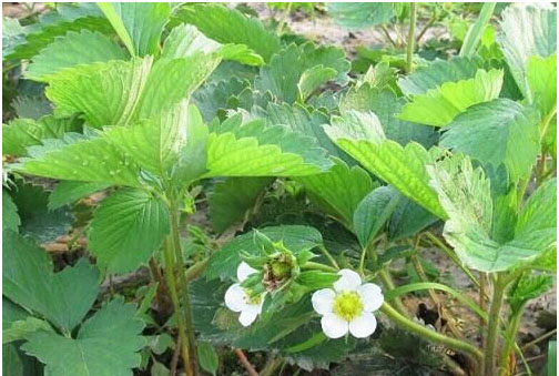 草莓種植施用什么肥料好，如何施肥？