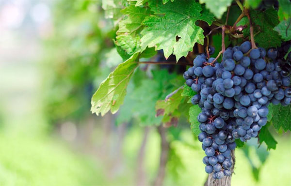 種植葡萄時(shí)用什么肥料好？