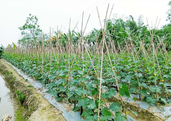 黃瓜施什么肥長的好？具體用法用量如何？