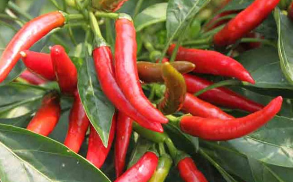 朝天椒施什么肥比較好？具體使用方法如何？