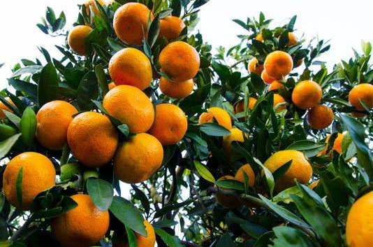 種柑橘用什么肥料好？如何使用？