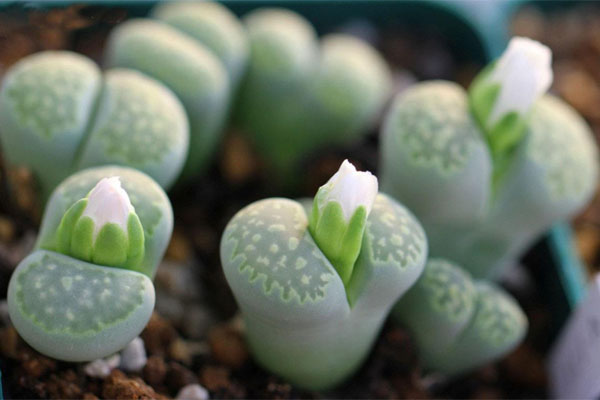 多肉植物施什么肥好，種植過程中需要注意哪些？