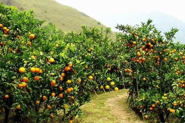 種柑橘用什么肥料好？如何使用？