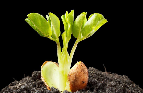 生物有機(jī)肥料好用嗎，都有哪些作用？