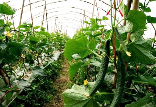 有機(jī)肥對(duì)作物和化肥有哪些促進(jìn)作用？