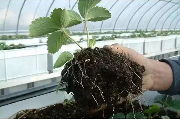 施用有機肥有哪些好處需要注意什么？