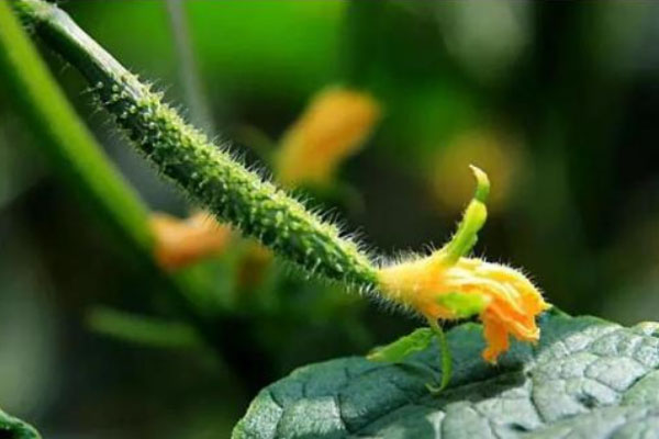 根結線蟲防治特效生物菌種