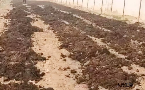 糞肥利用是豬糞處理常用方案，卻很難推廣應(yīng)用，原因是什么？