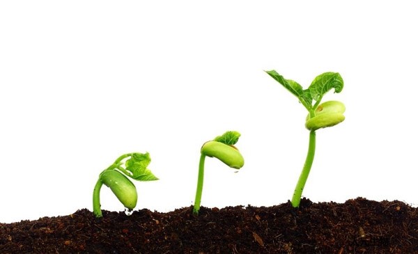 月季到了冬季要不要施肥？