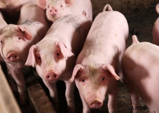 生產(chǎn)一噸豬糞有機(jī)肥料需要幾噸豬糞？