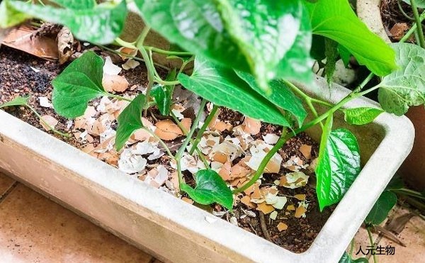 什么是有機(jī)肥？施用有機(jī)肥有哪些具體作用？