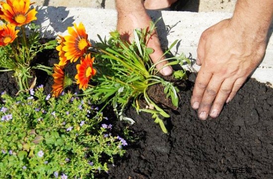 各種不同原料生產(chǎn)的有機(jī)肥哪個效果好？