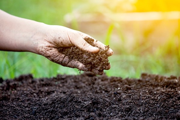 雞糞好用，發(fā)酵過程太難了，雞糞發(fā)酵方法選對了發(fā)酵有機肥將不是問題