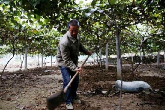 化肥和有機(jī)肥搭配使用有哪些好處？