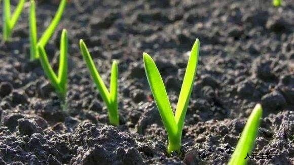 都說(shuō)有機(jī)肥好，為啥老百姓卻不認(rèn)可呢？