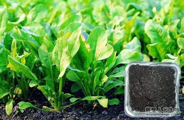 有機(jī)肥有什么作用，如何選購(gòu)商品有機(jī)肥？