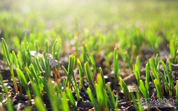 都說(shuō)生物有機(jī)肥好，生物有機(jī)肥與其他肥料相比有什么區(qū)別？