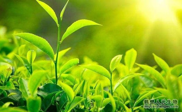 都說生物有機肥好，生物有機肥與其他肥料相比有什么區(qū)別？