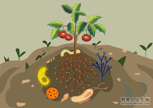 都說微生物菌劑產(chǎn)品貴，你卻不知道土壤微生物到底有多重要！