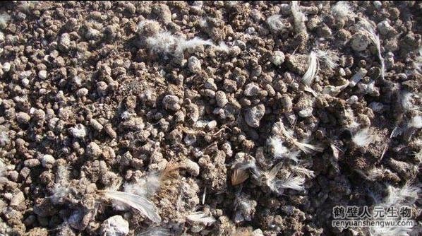 干雞糞有什么好處？