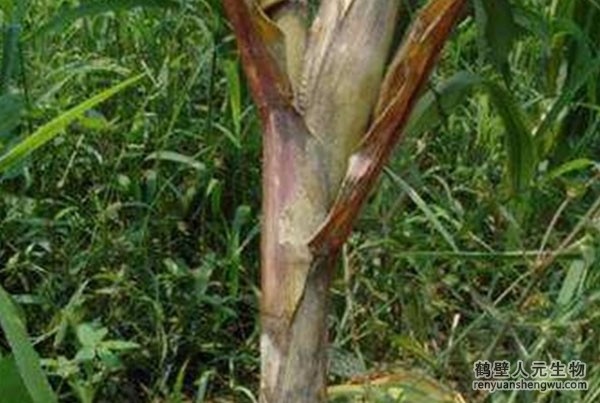 關于玉米莖腐病那些事