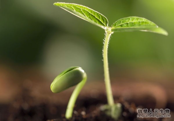 鎮(zhèn)江居然可以用葡萄廢枝免費兌換有機(jī)肥